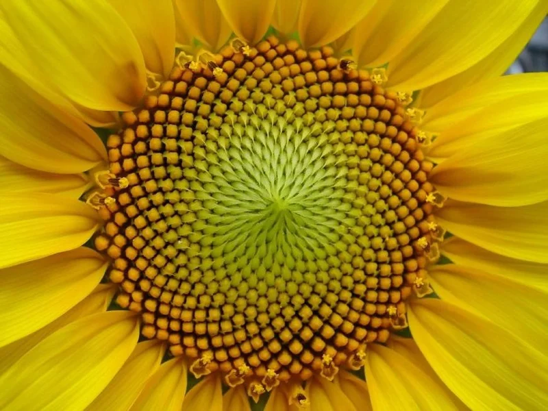 Espiral de Fibonacci na cabeça de um girassol, distribuição de sementes em proporção áurea