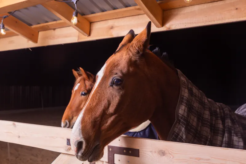 Dois cavalos alazões apoiados nas divisórias de madeira de suas baias, com iluminação quente de lâmpadas internas